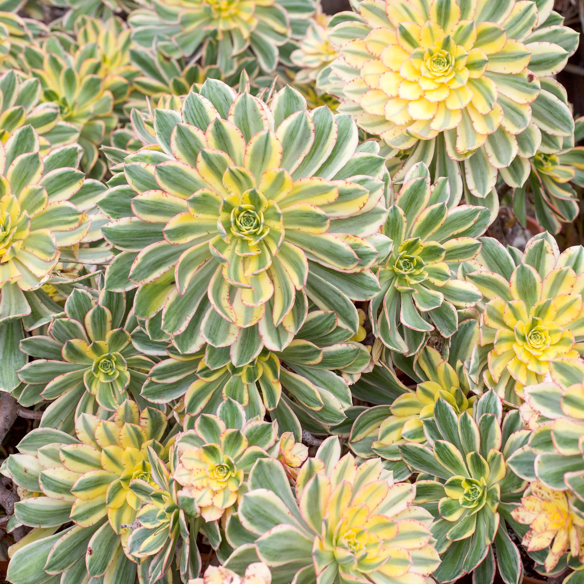 succulent sunburst Aeonium 'Sunburst'