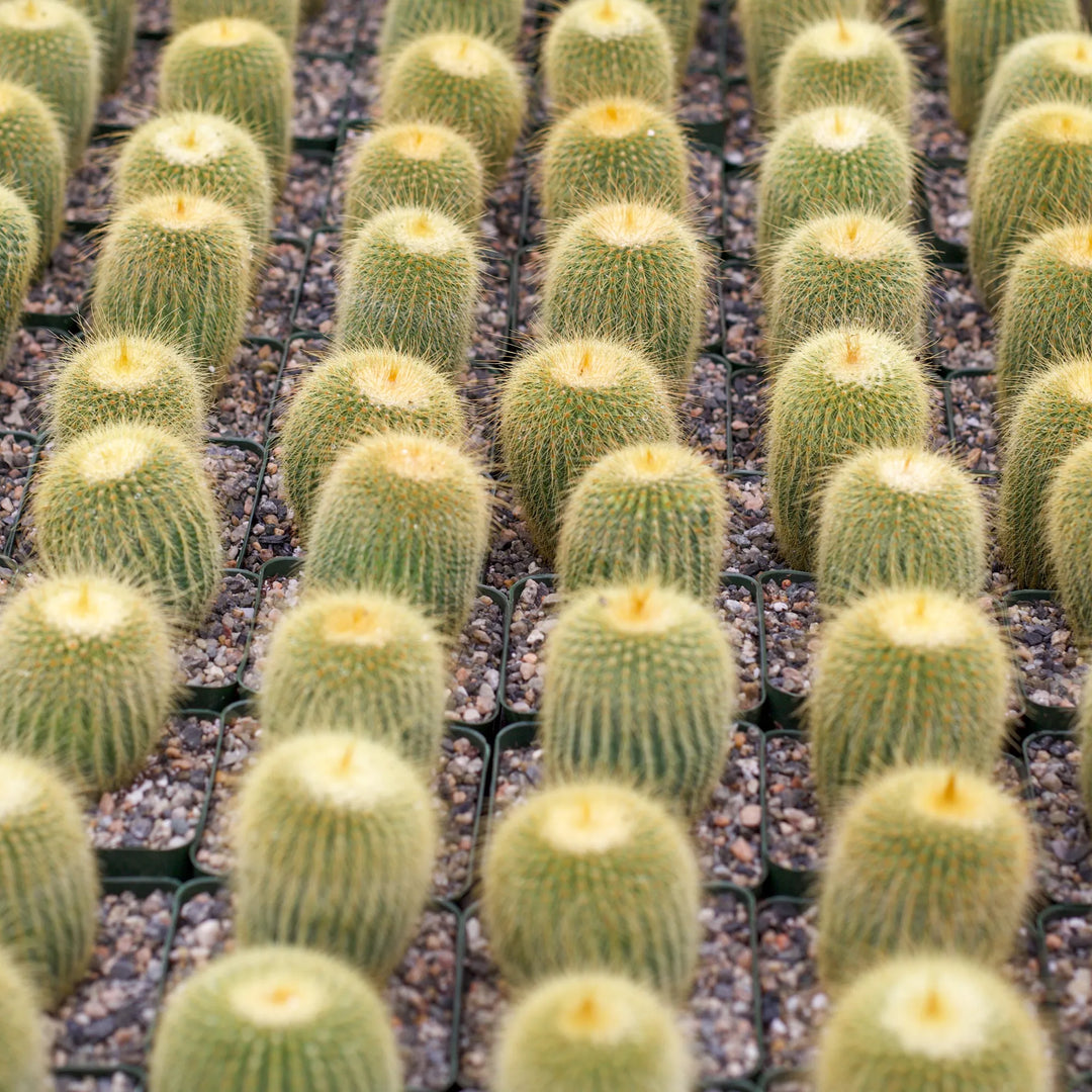 Parodia leninghausii 'Golden Ball Cactus'