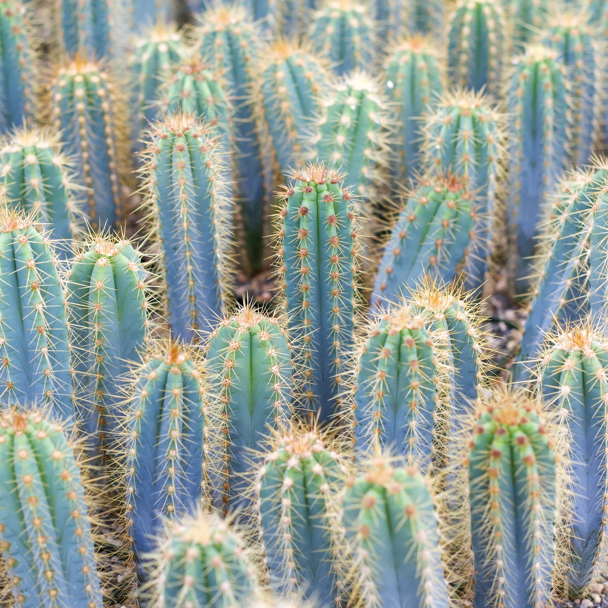 san pedro blue torch cactus Pilosocereus pachycladus 'Blue Torch Cactus' 2 Inch