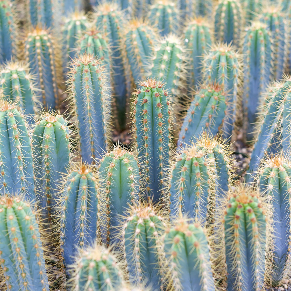 Pilosocereus pachycladus - Blue Torch Cactus