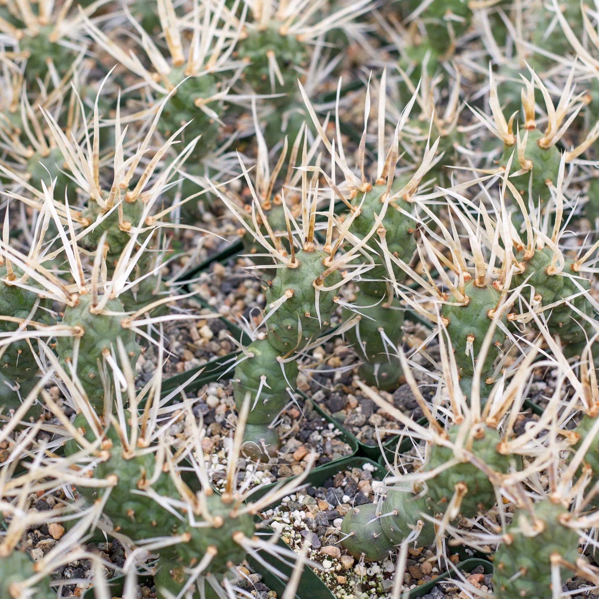 Tephrocactus articulatus var. papyracanthus 'Paper Spine Cactus'