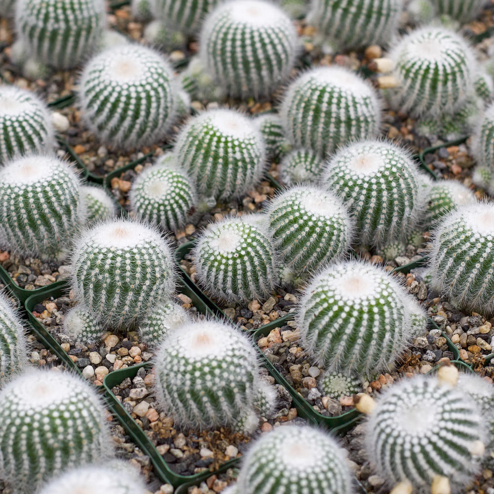 Parodia scopa 'Silver Ball Cactus'