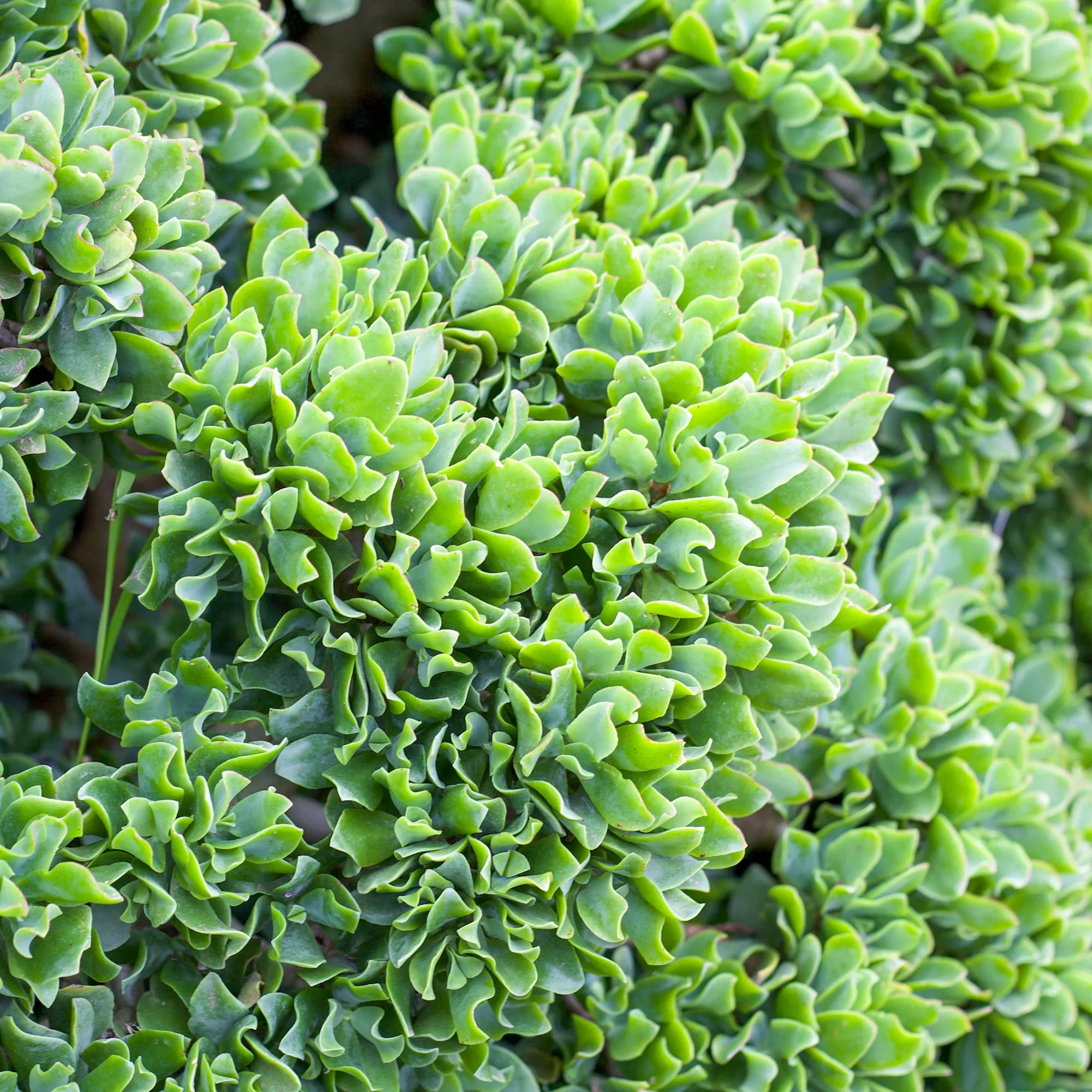 wavy jade succulent Crassula undulatifolia 'Ripple Jade'