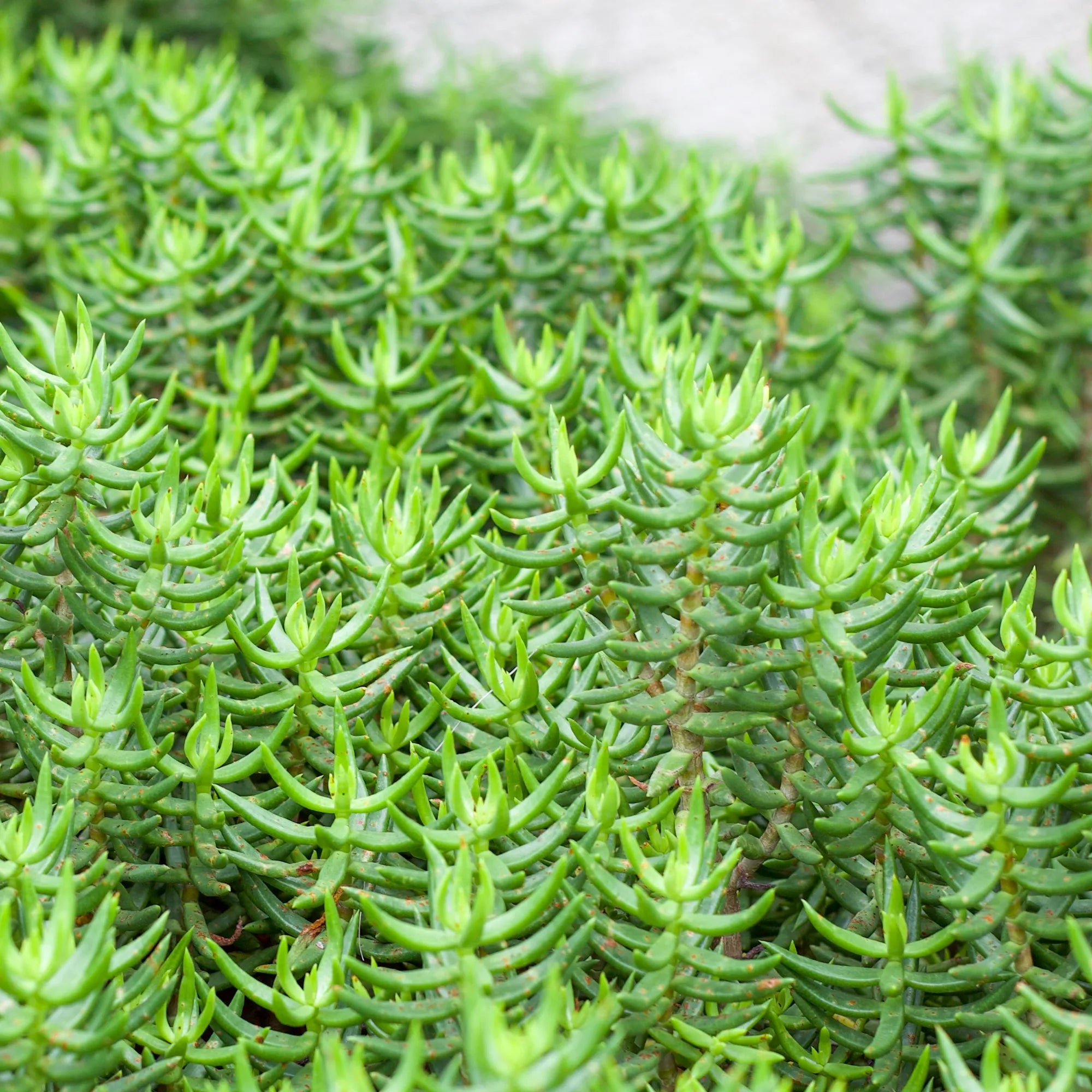 crassula tetragona succulent Crassula tetragona 'Miniature Pine Tree'