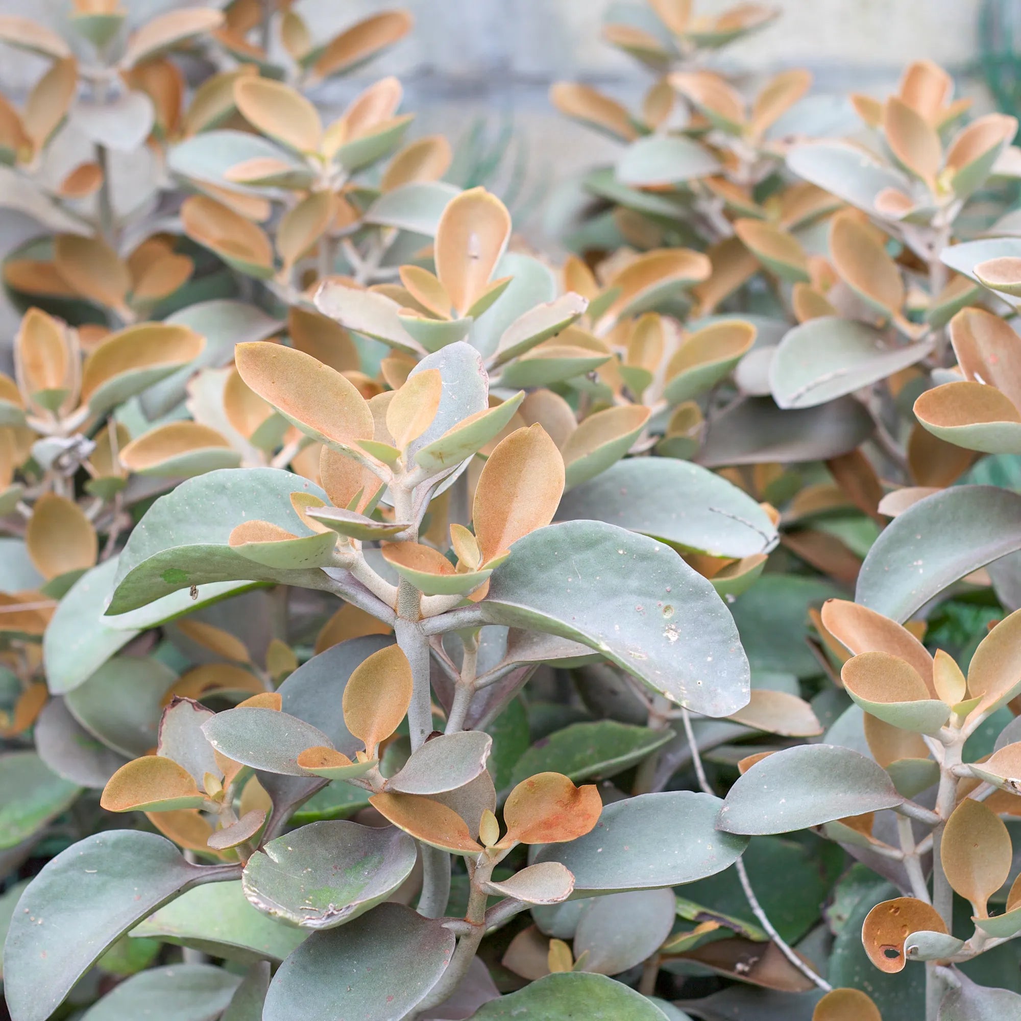copper succulent plant Copper Spoons Kalanchoe
