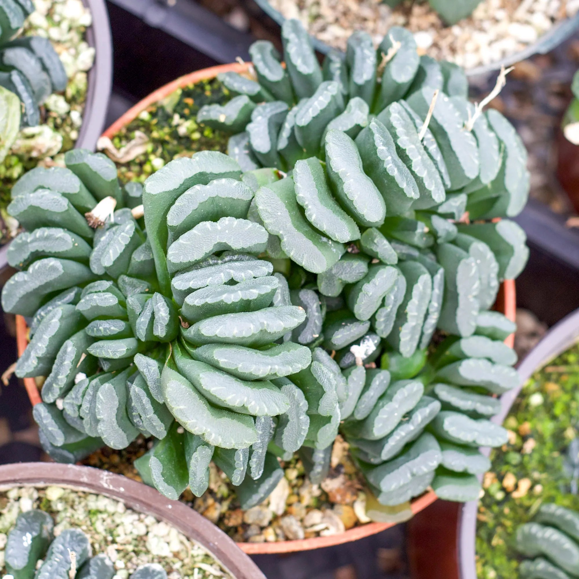 horse teeth succulent Haworthia maughanii truncata 'Horse Teeth'
