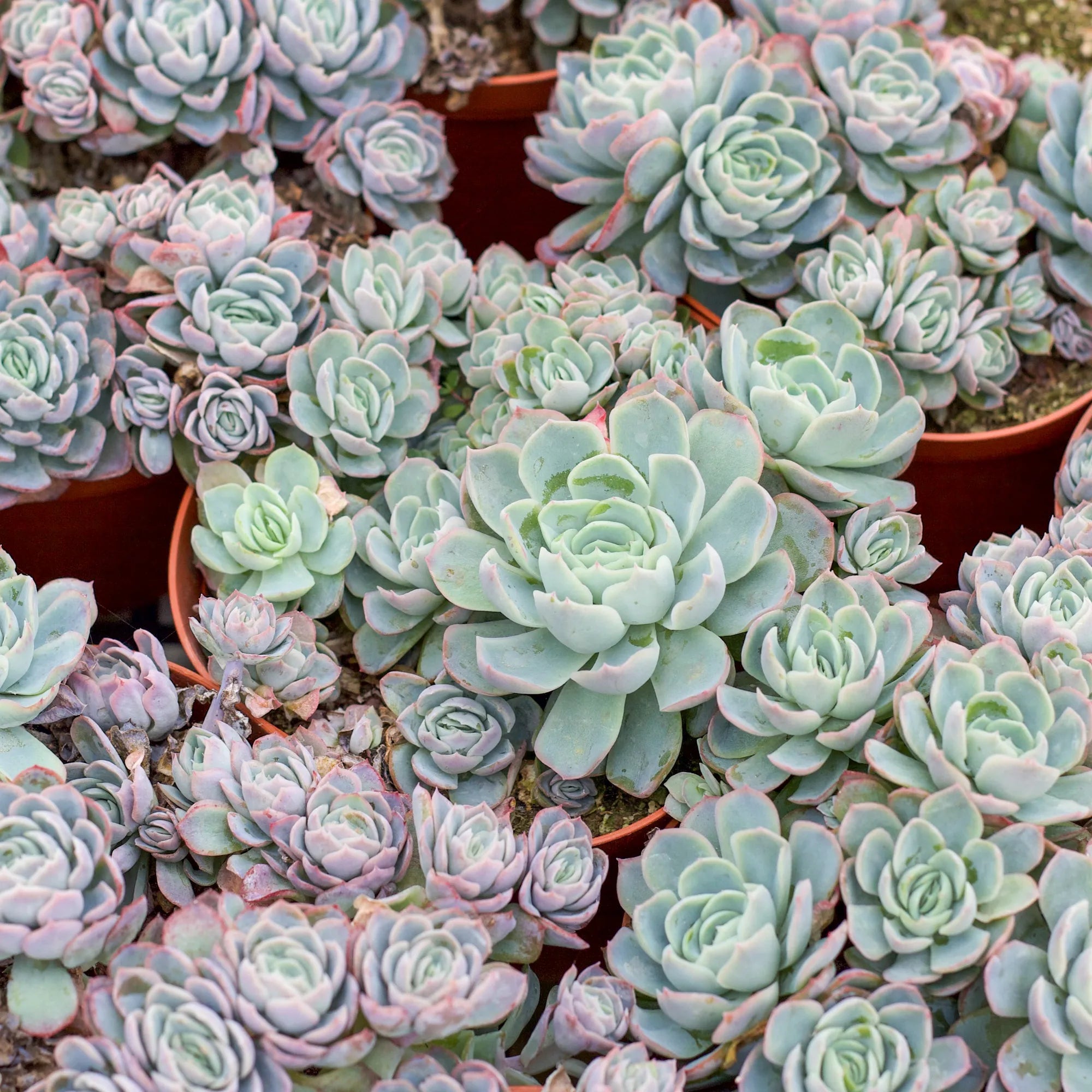 new mexico succulents Echeveria Elegans Mexican Snowballs Succulent