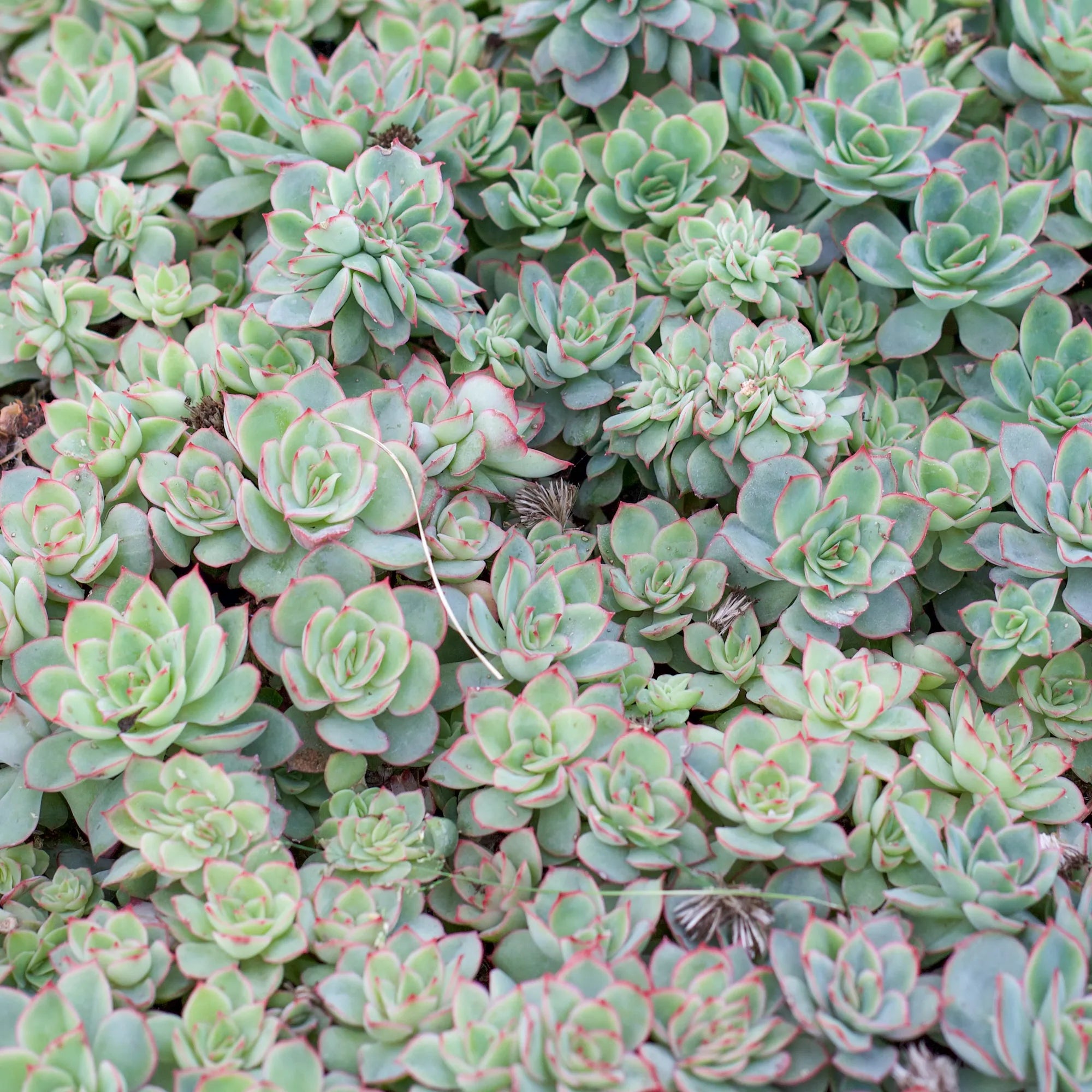 esther succulent Echeveria 'Esther'