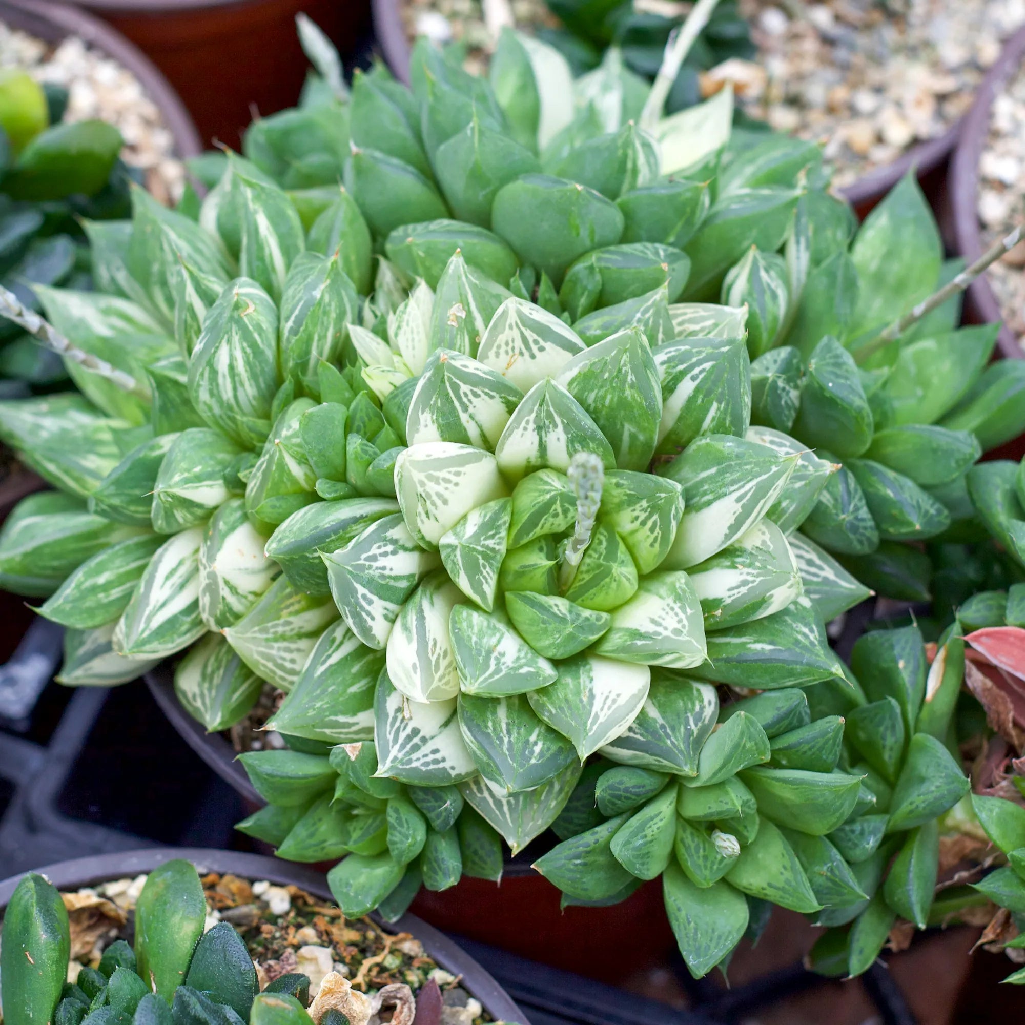 cuspidata succulent care Haworthia cuspidata variegata