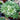 Haworthia cuspidata f. variegata