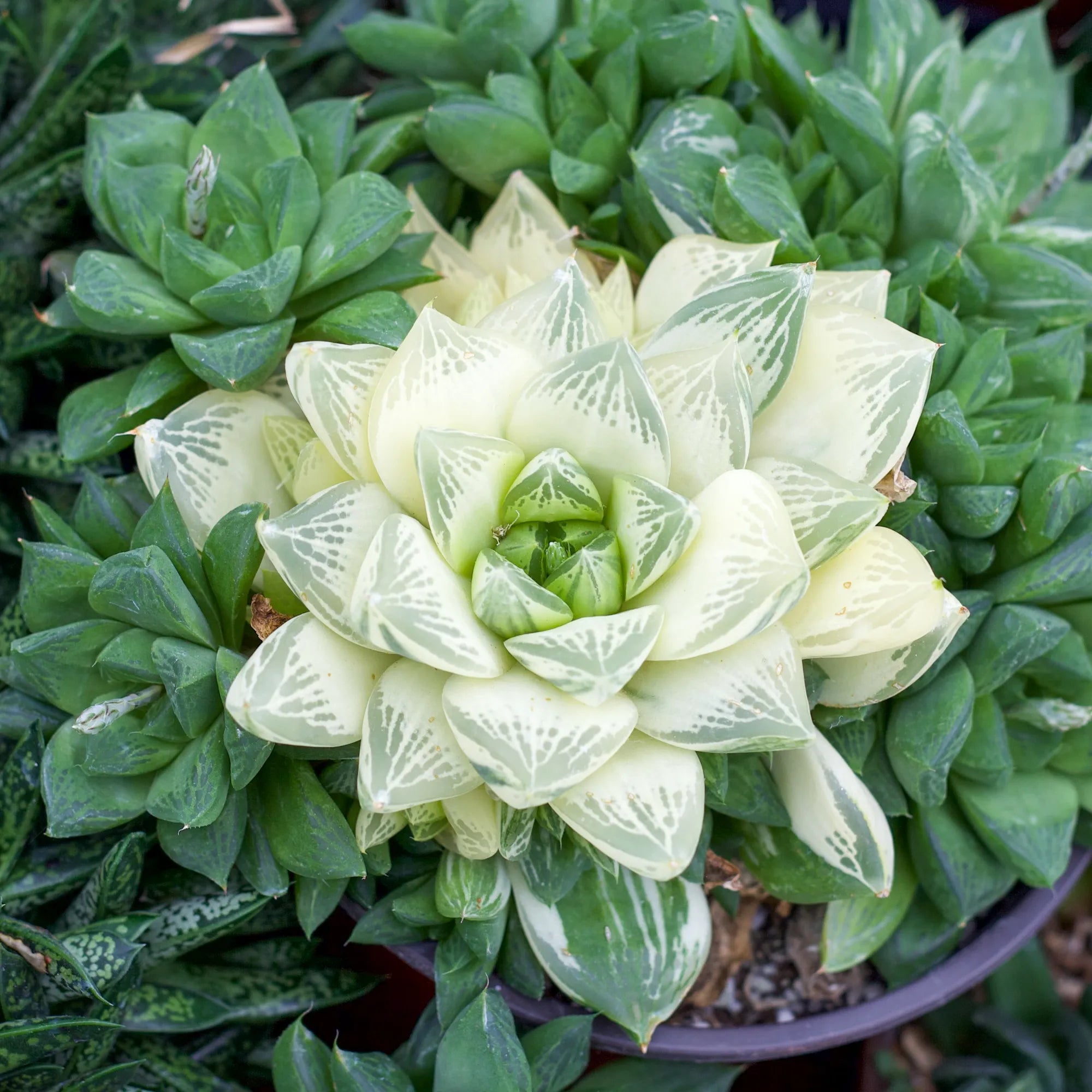 cuspidata succulent care Haworthia cuspidata variegata