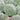 Deuterocohnia brevifolia 'Argentina Ball'