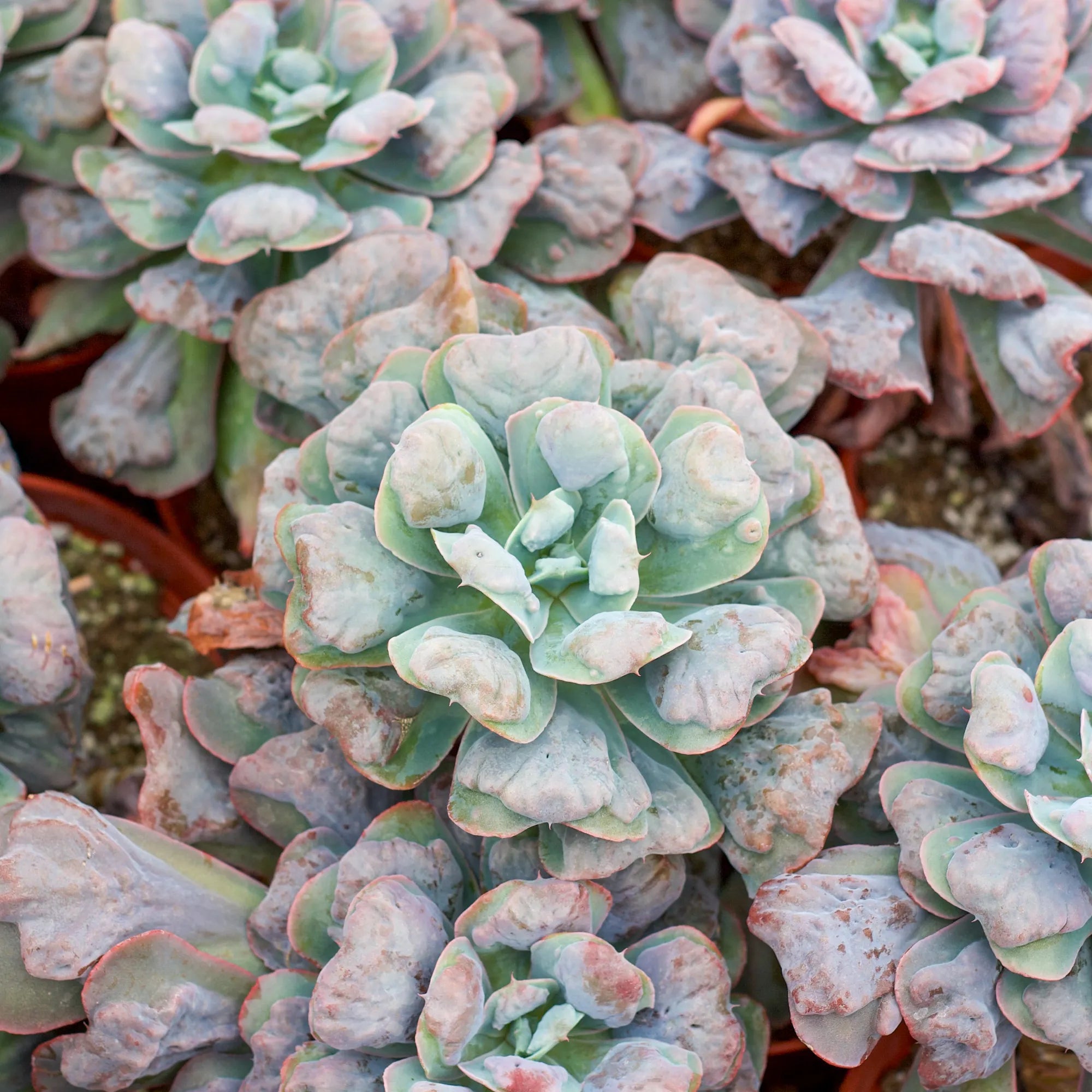 heart delight succulent Echeveria 'Hearts Delight'