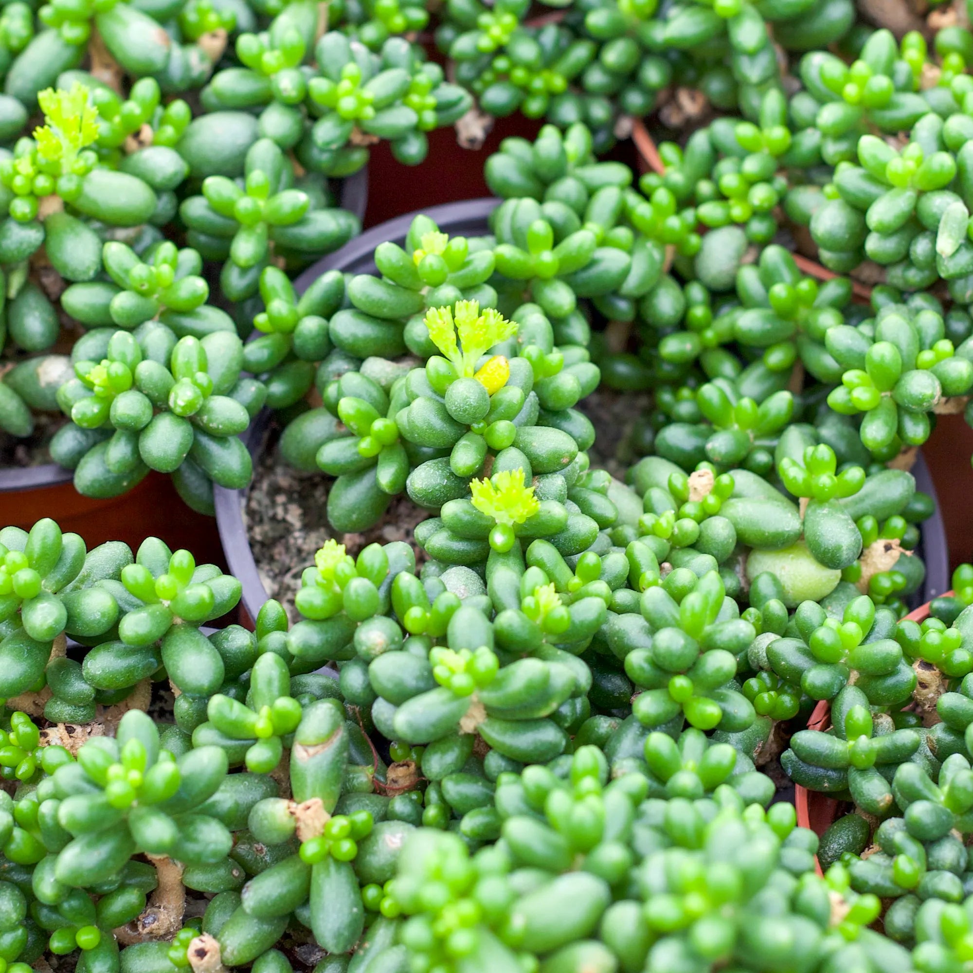 sedum hernandezii succulent Sedum hernandezii