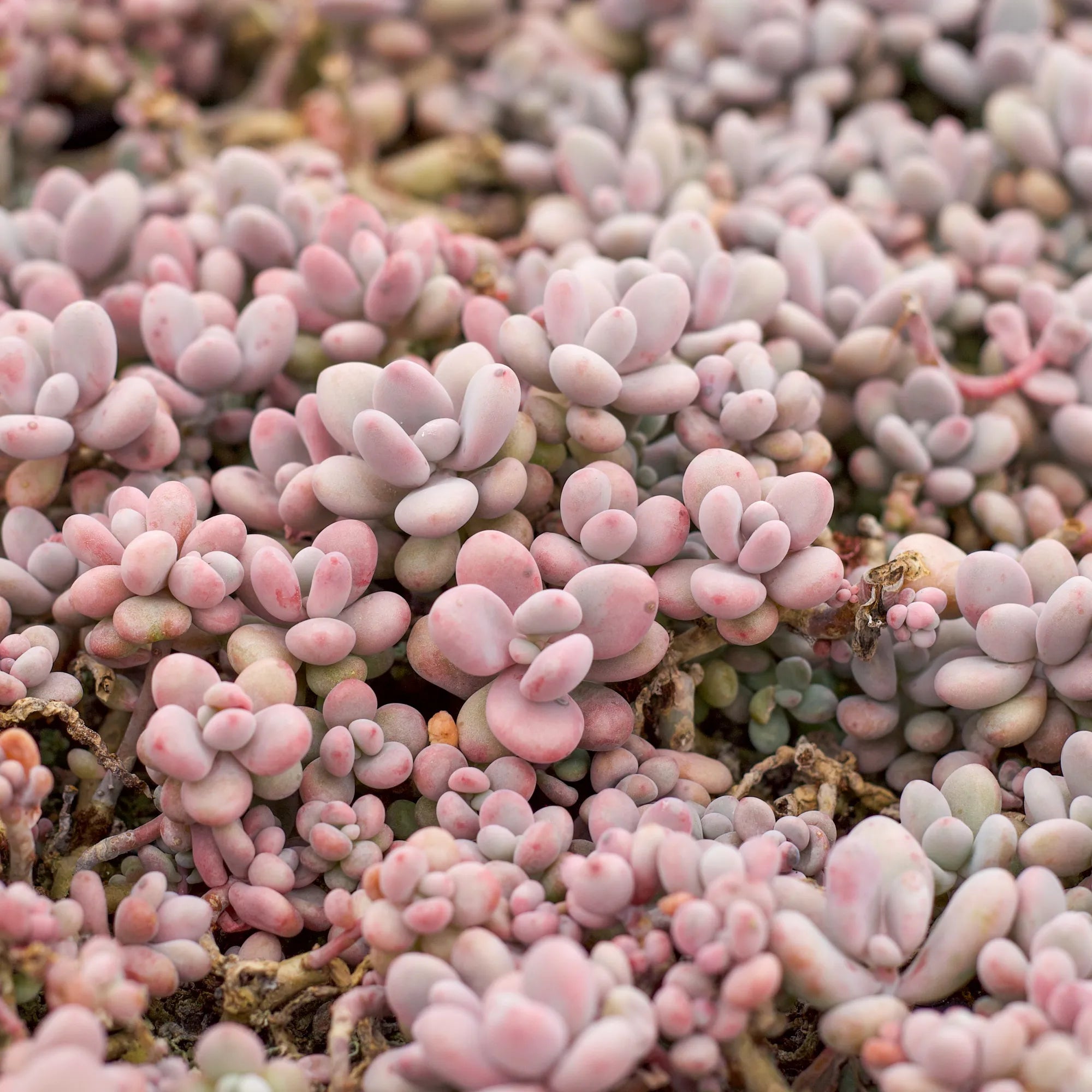 Pachyphytum 'Pink Moonstones'