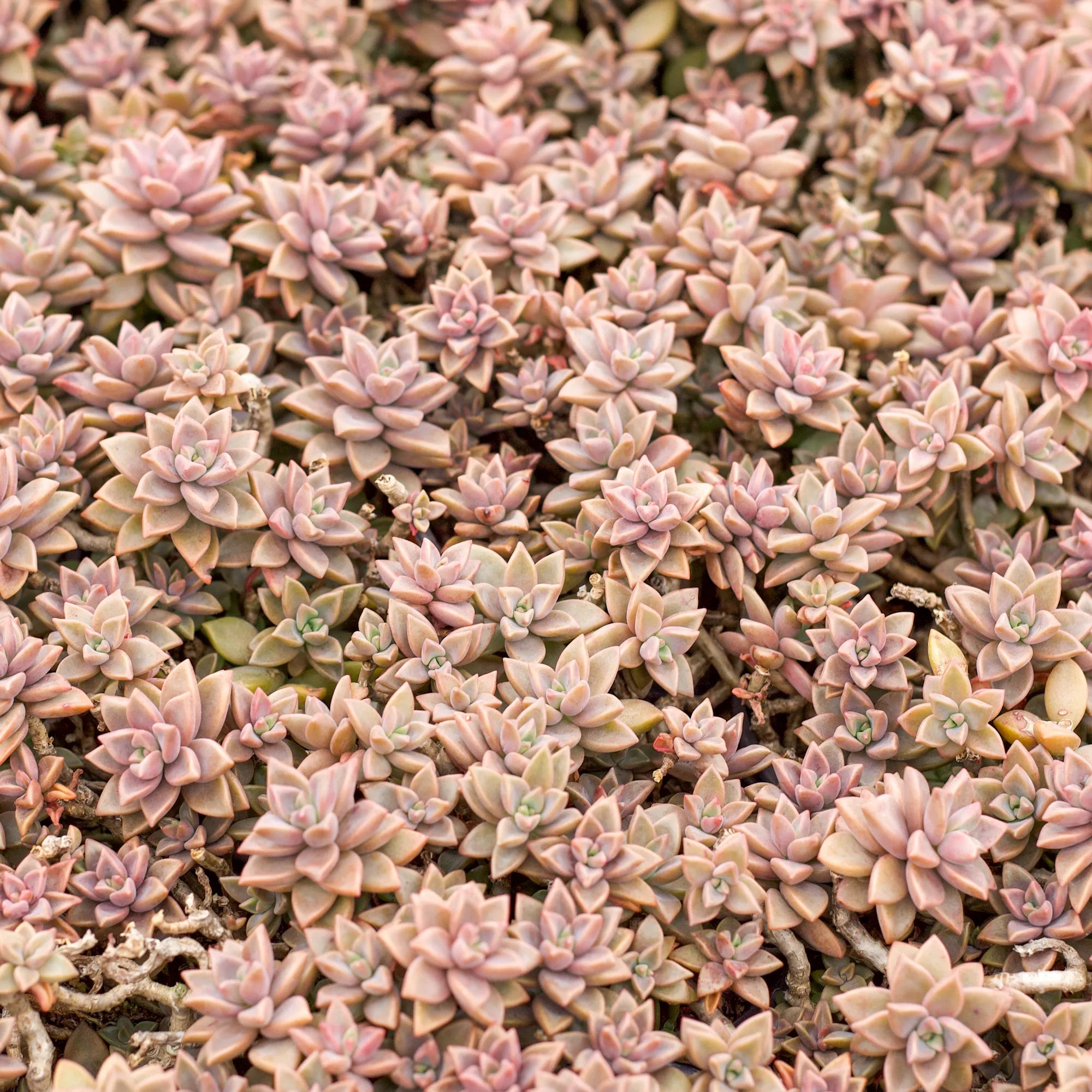 alpenglow succulent Graptosedum 'Alpenglow'