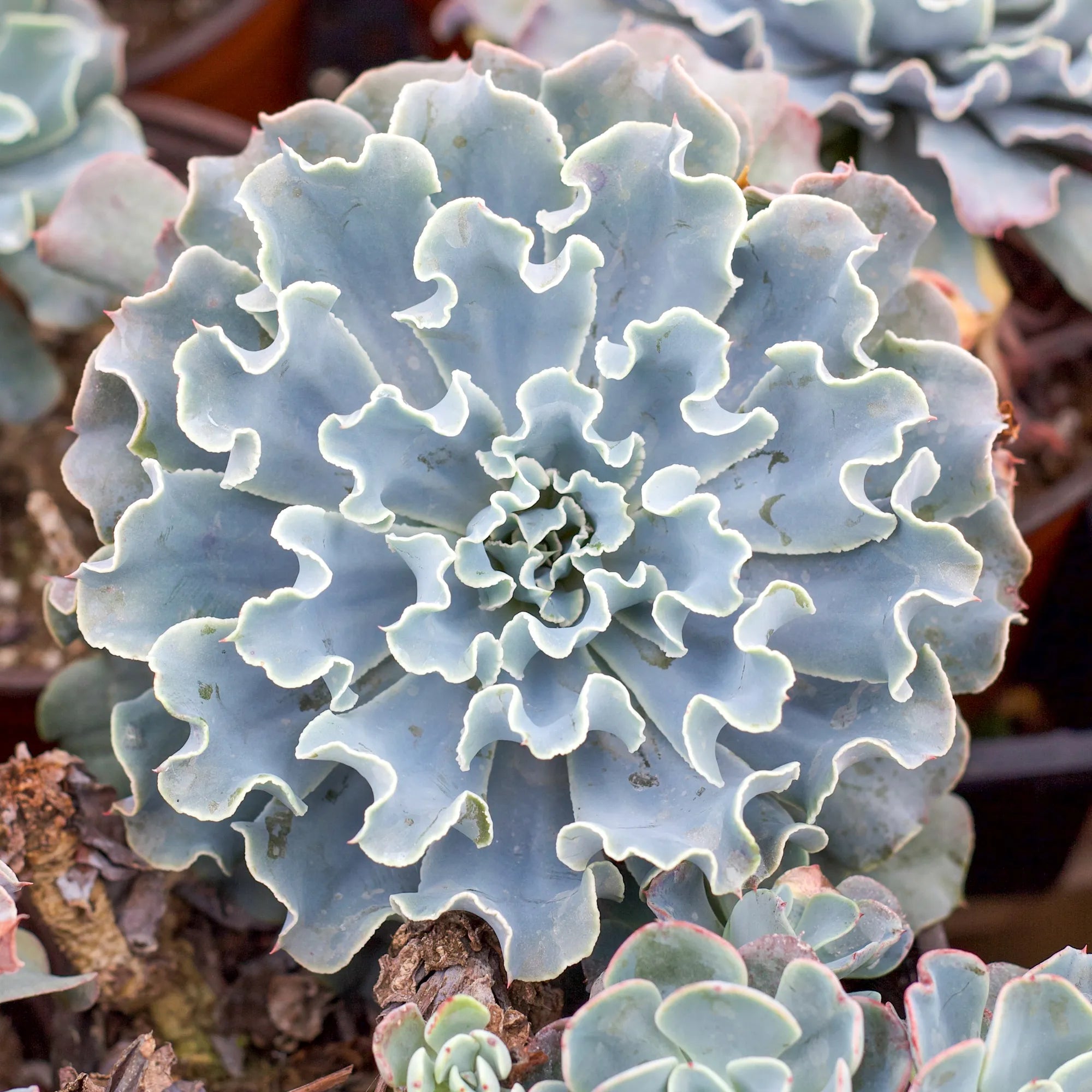 frilly succulent Echeveria 'Blue Frills'