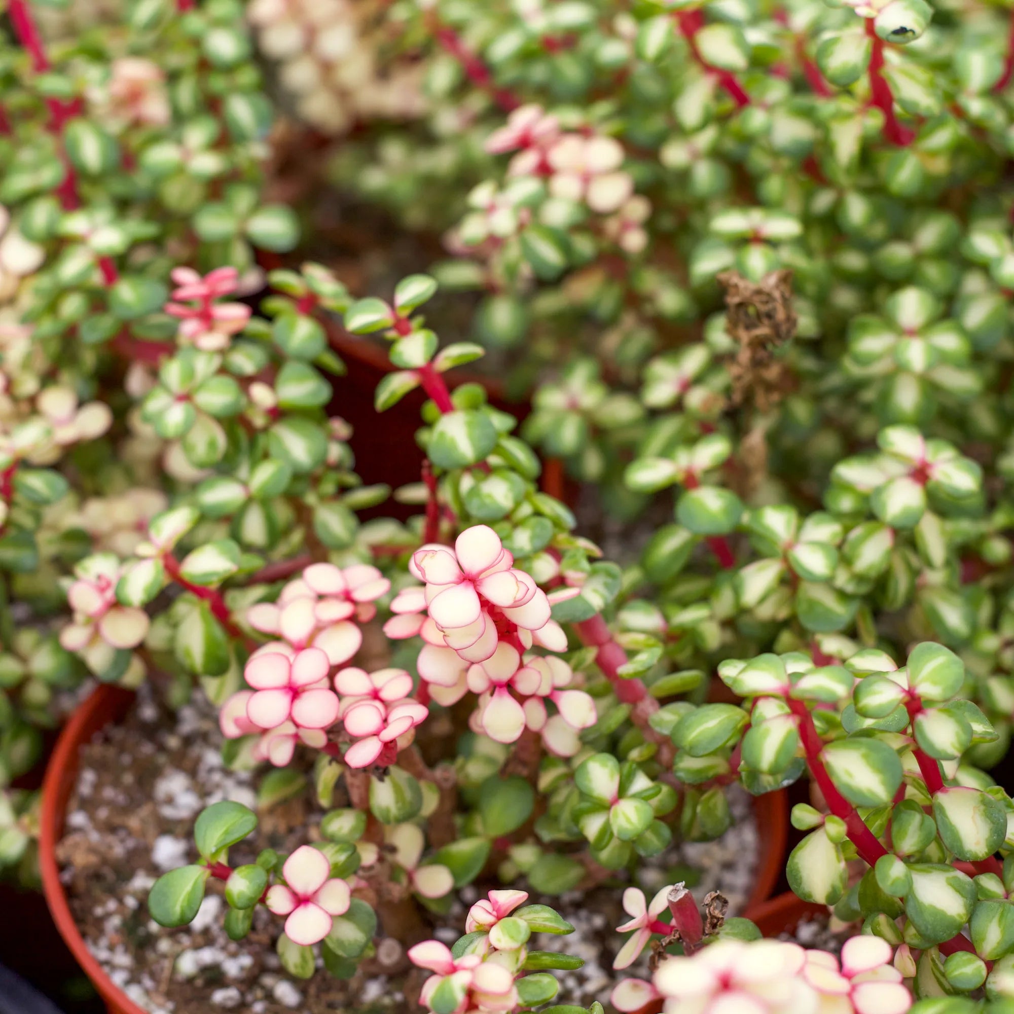 portulacaria afra mediopicta Portulacaria afra 'Medio-picta'
