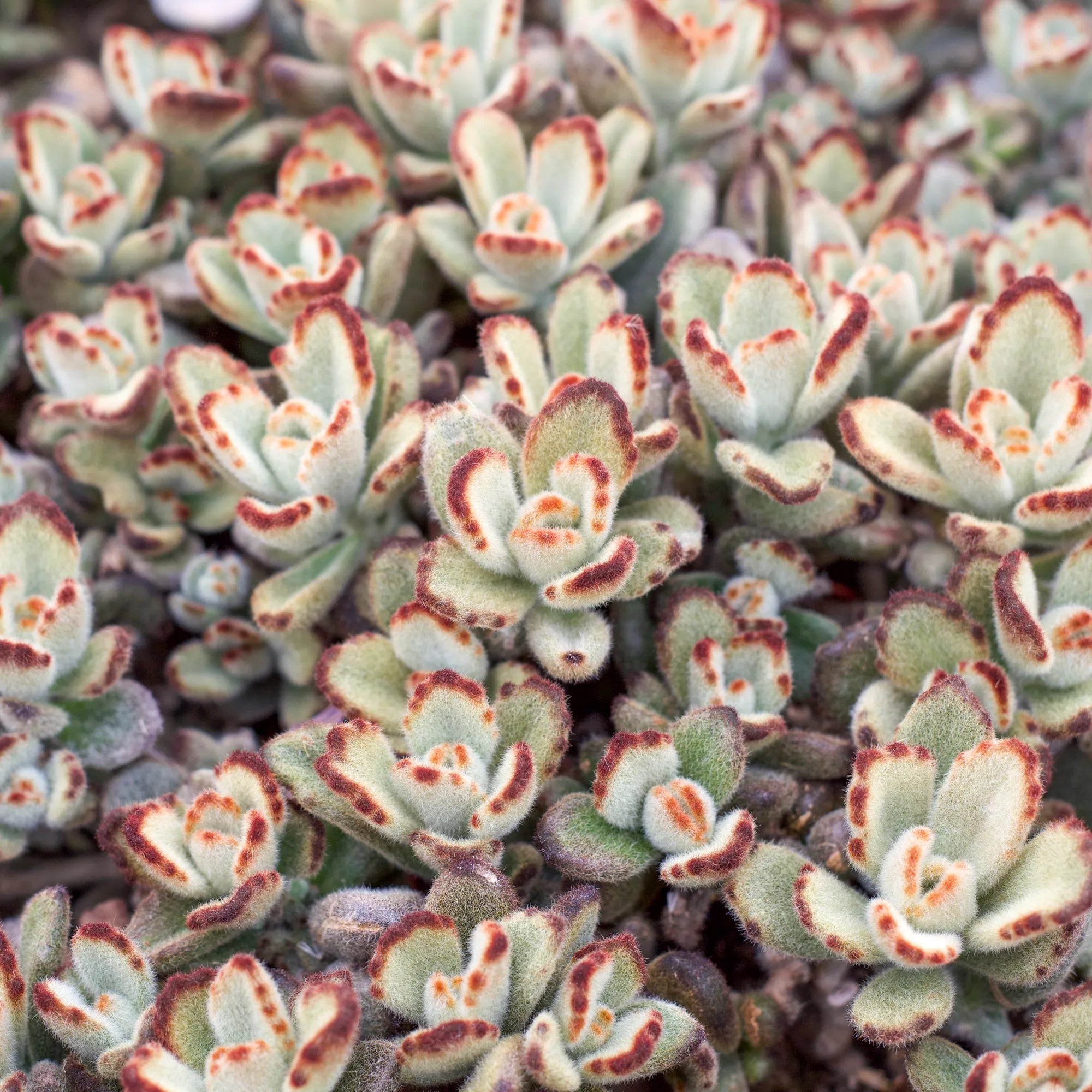 teddy bear succulent plant Kalanchoe tomentosa 'Teddy Bear'