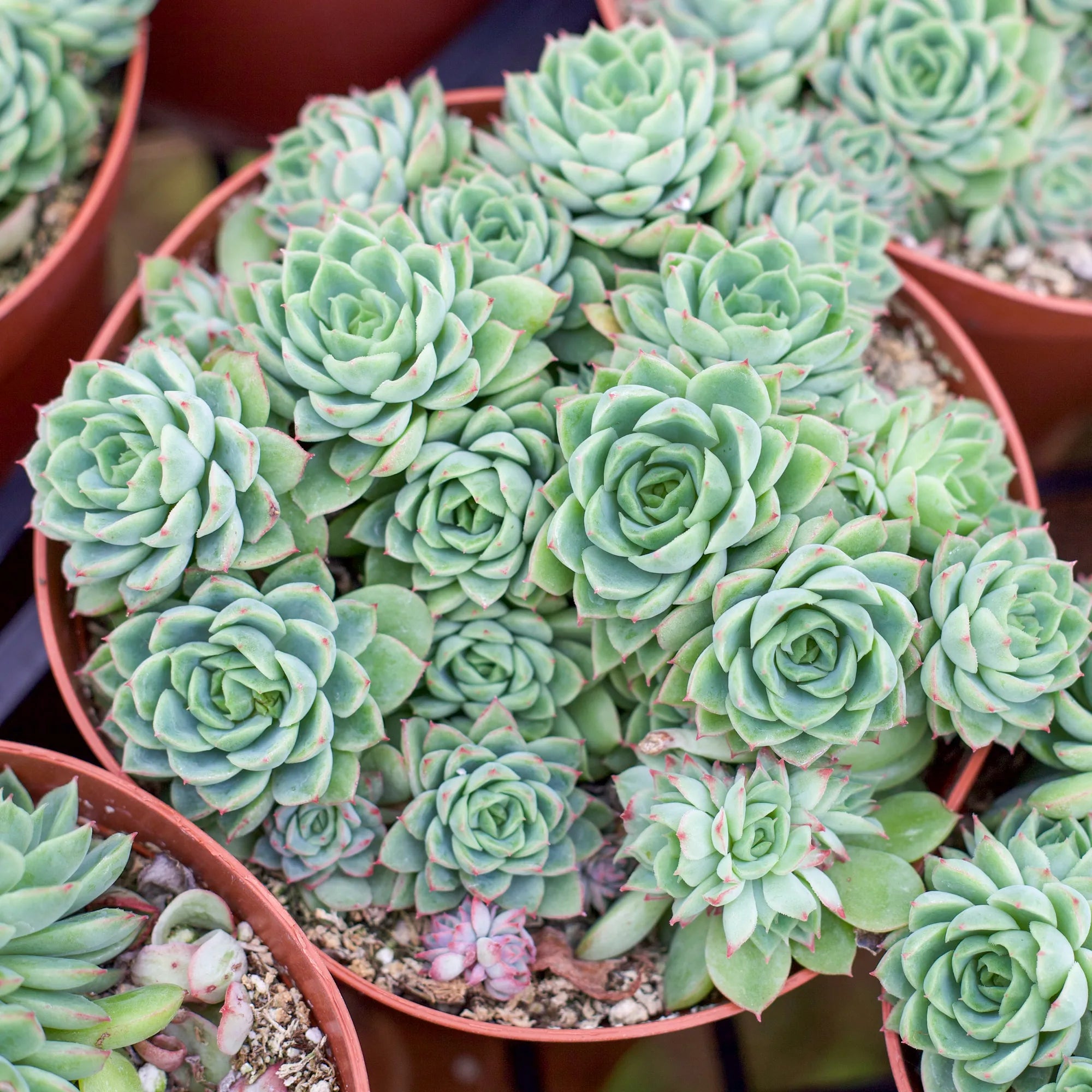 lime n chile succulent Echeveria 'Lime n' Chili'