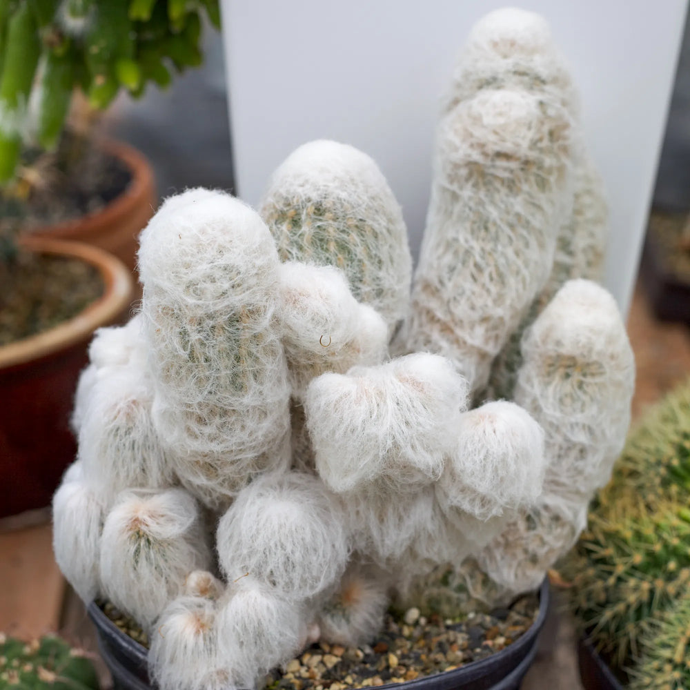 Espostoa melanostele 'Peruvian Old Lady Cactus'