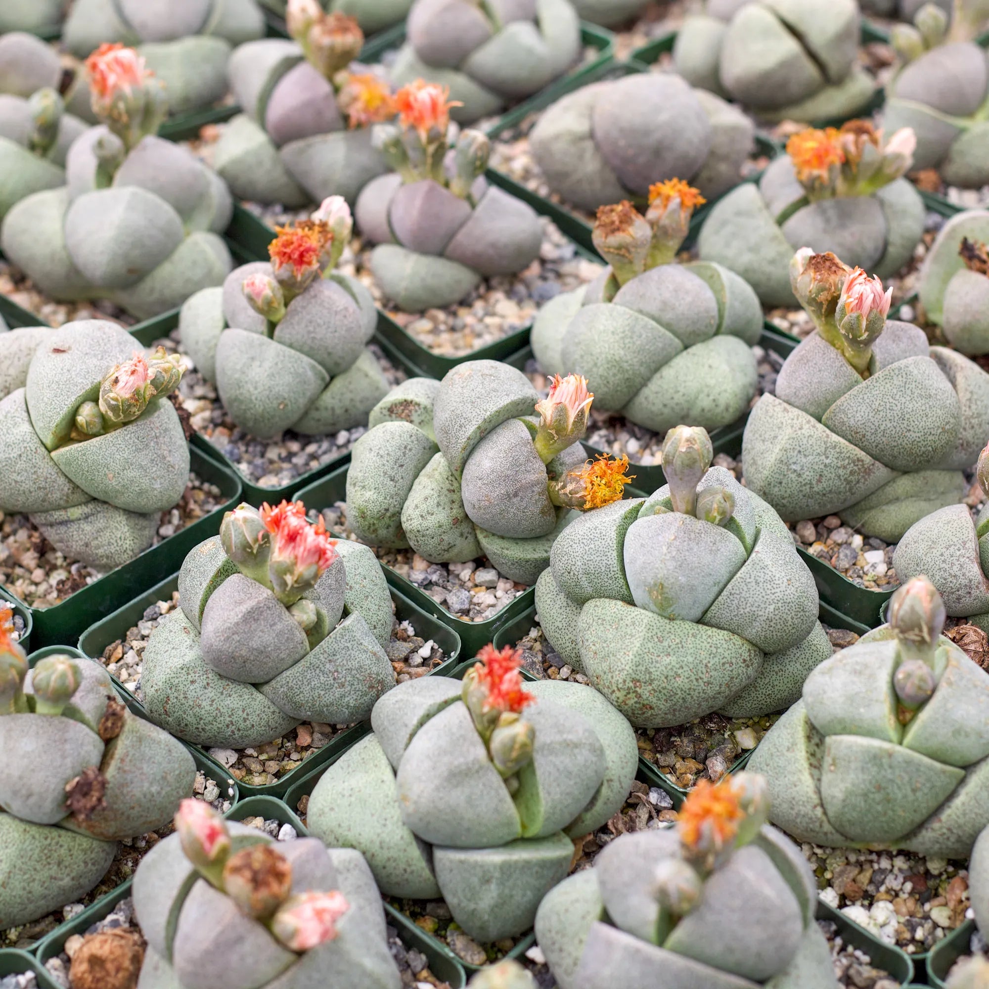 split rock succulent stacking Pleiospilos 'Split Rock'
