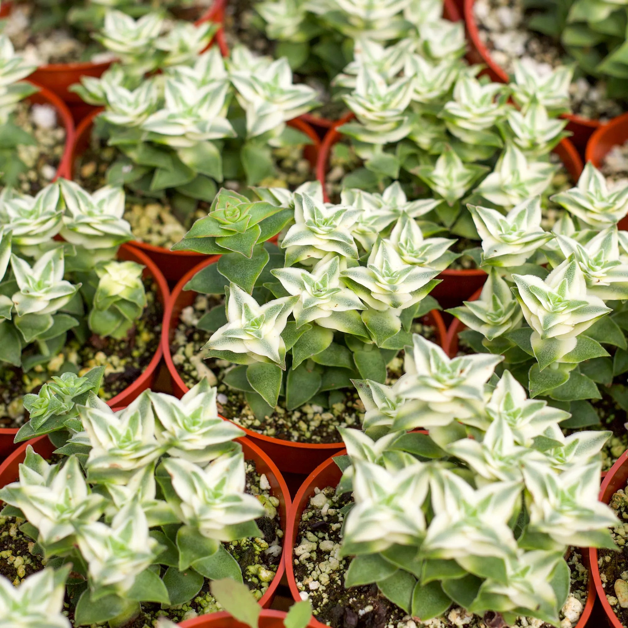succulent button plant Crassula perforata f. variegata
