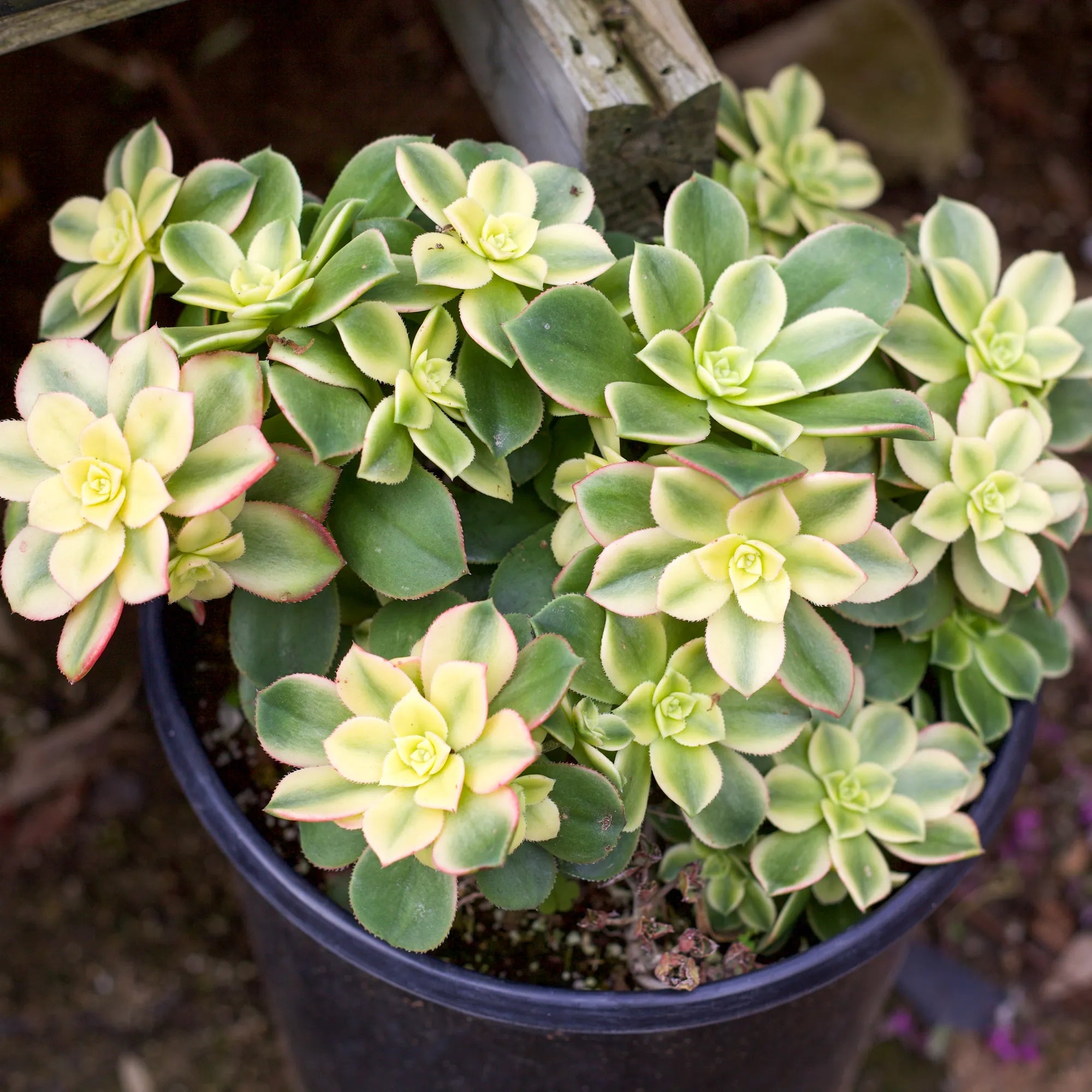 kiwi succulent flower Aeonium 'Kiwi'