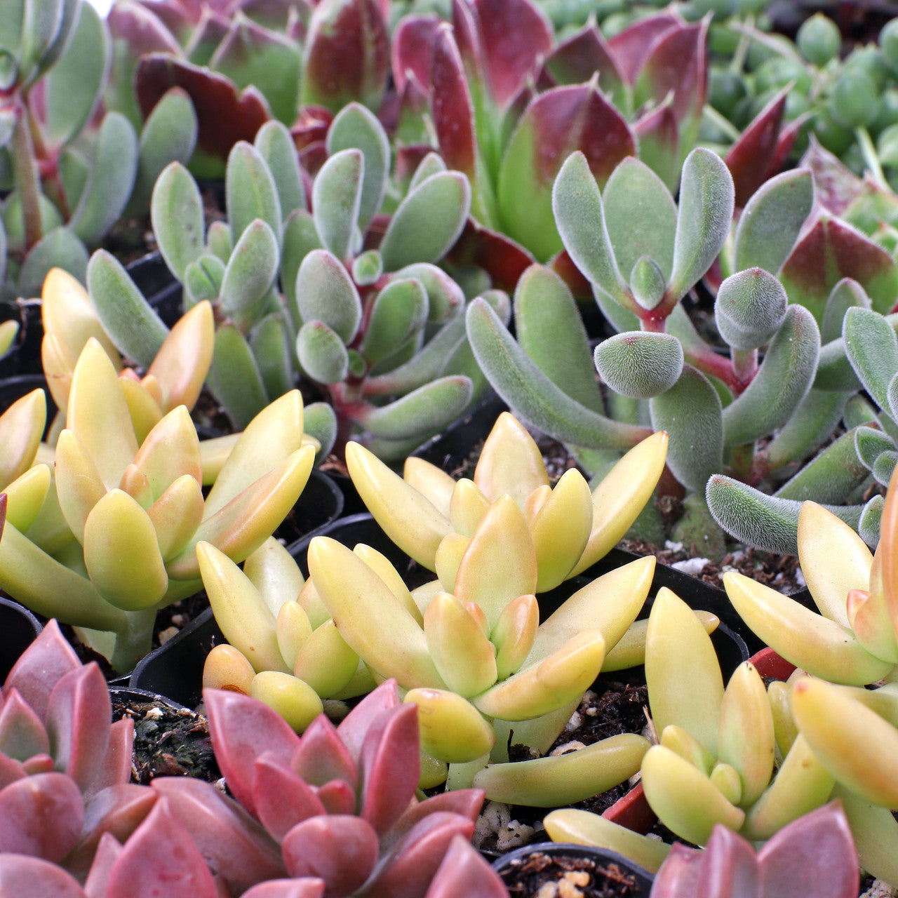 mcg succulents Best Value Succulents Bulk Pack (25-100 Plants, 2" Pots) – Leaf & Clay
