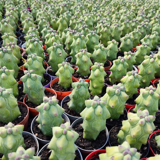 Myrtillocactus geometrizans 'Boobie Cactus'