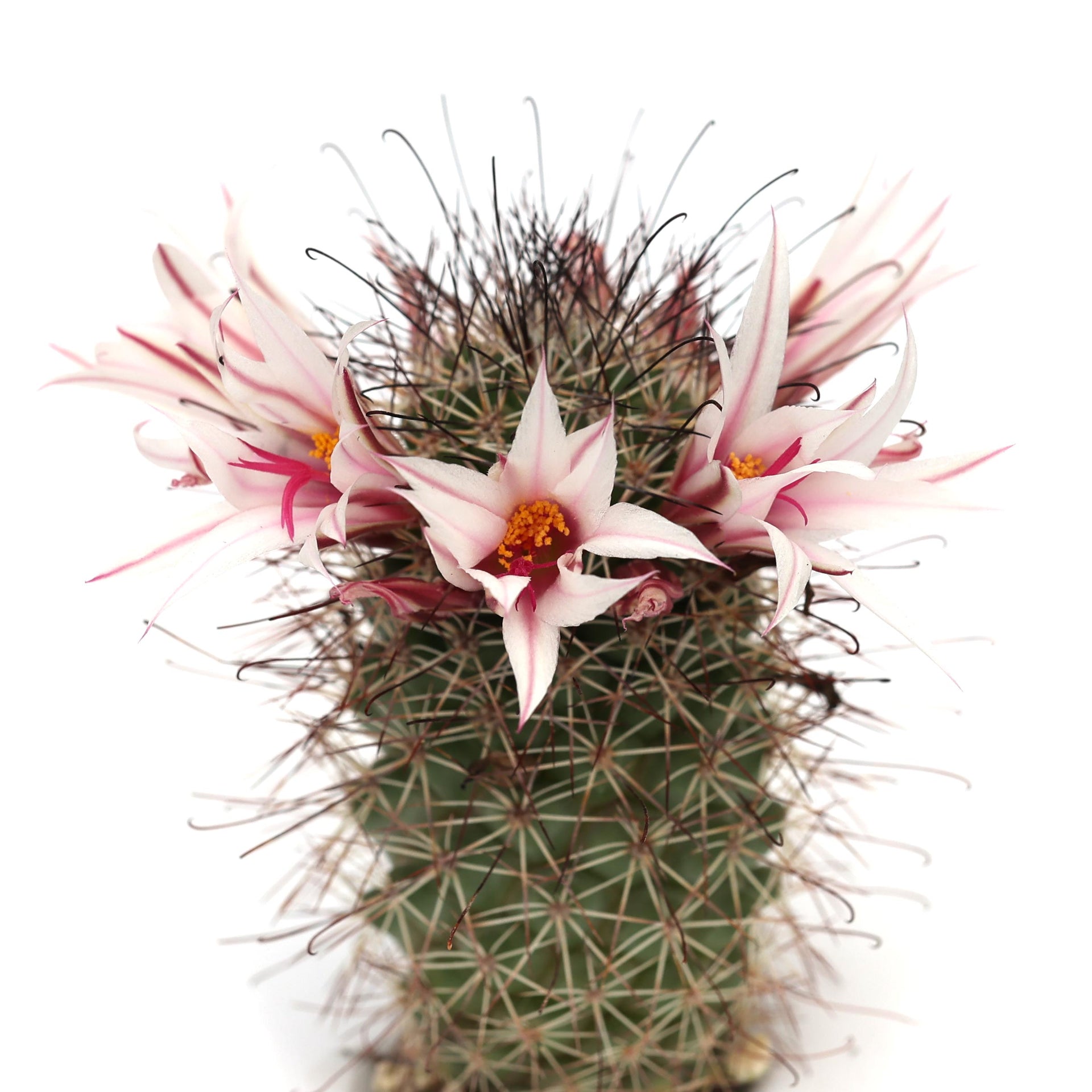 mammillaria fraileana Mammillaria fraileana