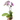 Orchid 'Light Pink Phalaenopsis'