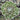Sempervivum 'Pleased'