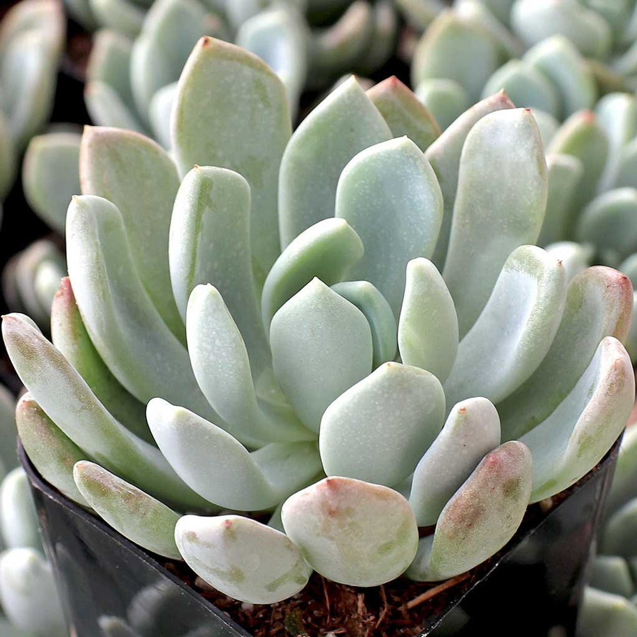 jeweled crown succulent Pachyveria 'Clavifolia' 'Jeweled Crown'