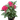 Pentas Red
