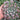 Extra Large Cutting - Echeveria 'Raindrops'