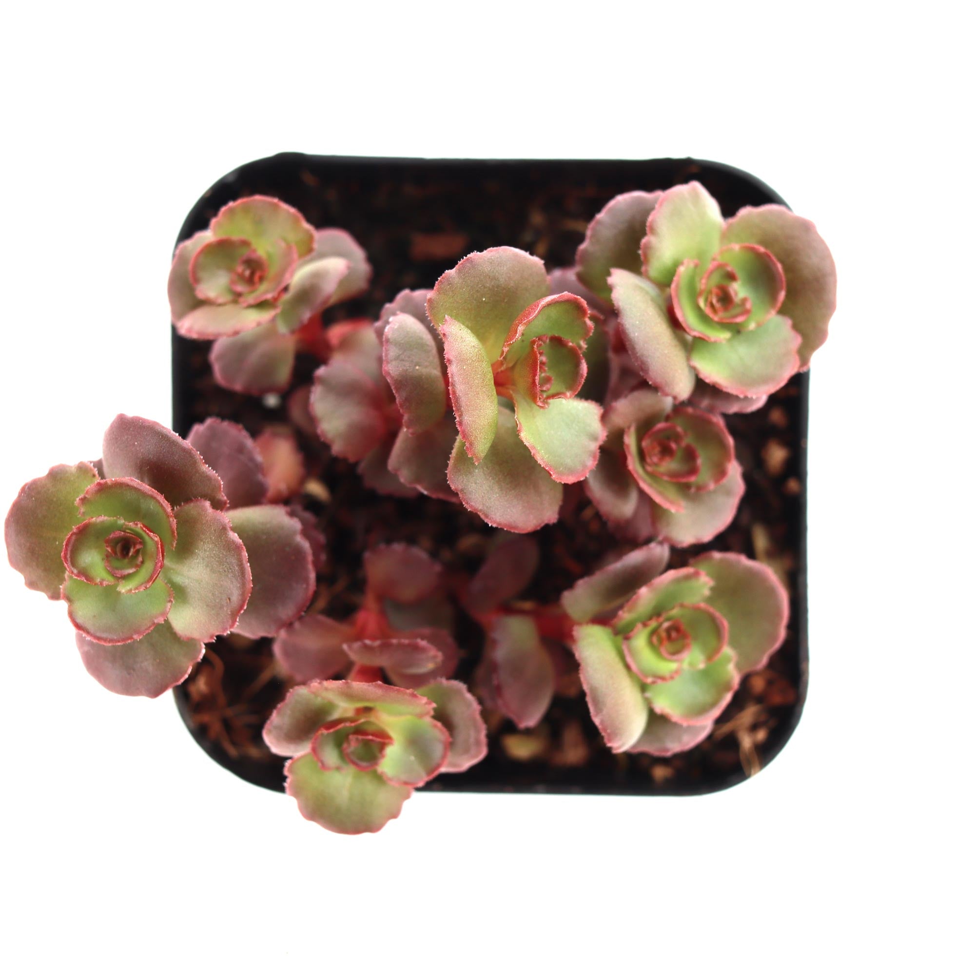 succulent dragon's blood Sedum spurium 'Dragon's Blood'