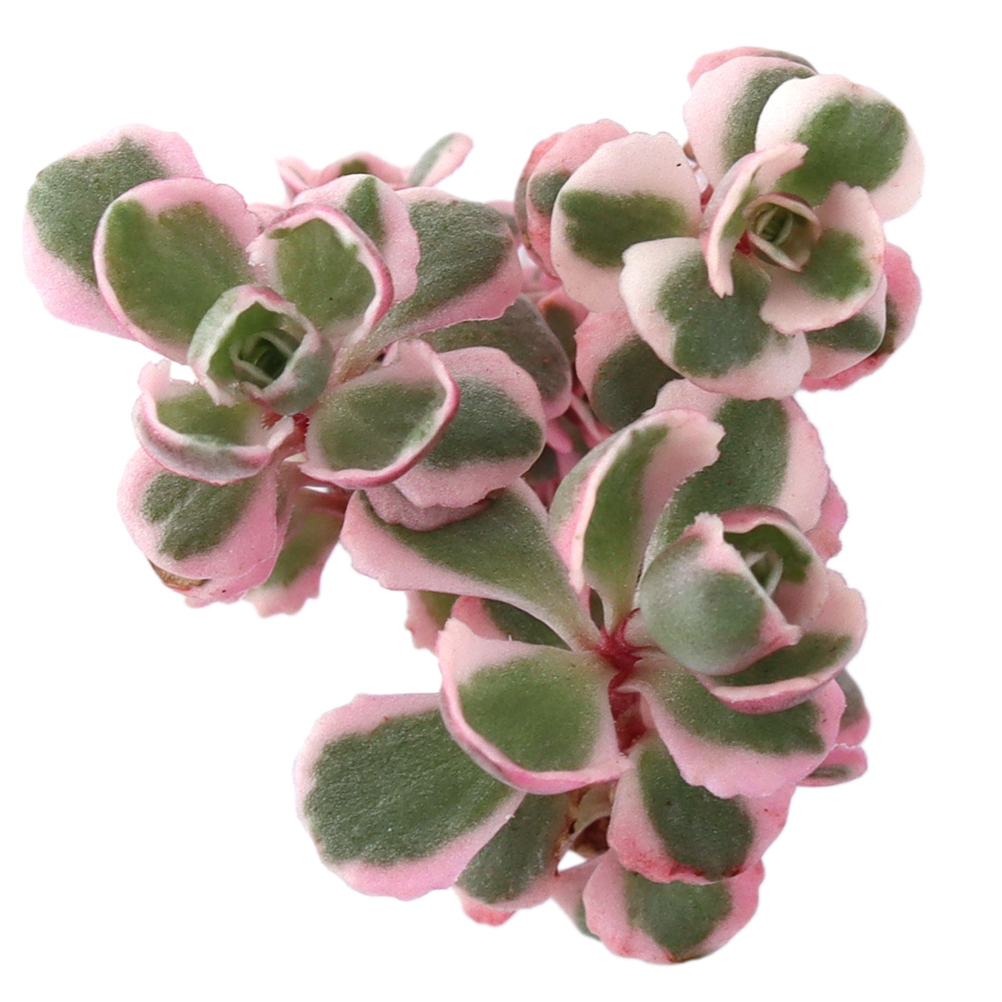 tricolor sedum spurium succulent Sedum spurium 'Tricolor'