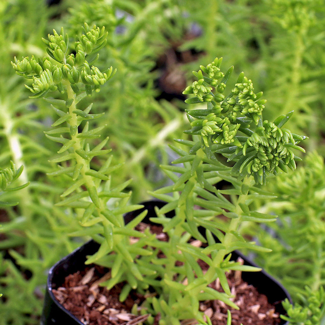 lemon bean succulent Sedum mexicanum 'Lemon Ball'