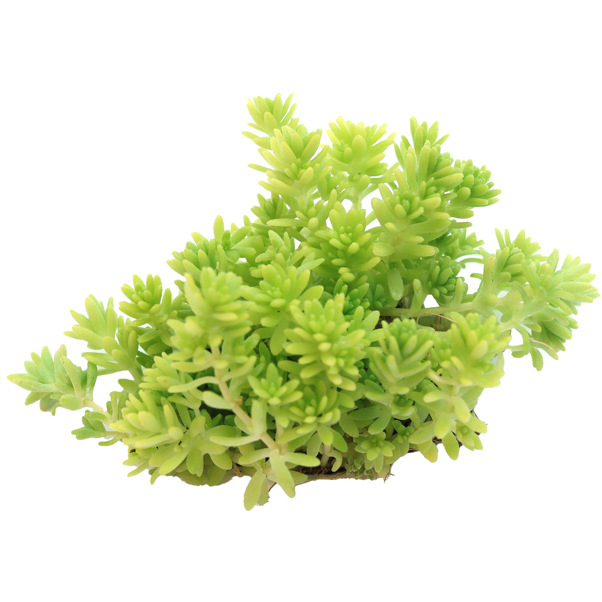 tokyo sun succulents Sedum japonicum 'Tokyo Sun'