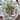 Sempervivum 'Delighted'