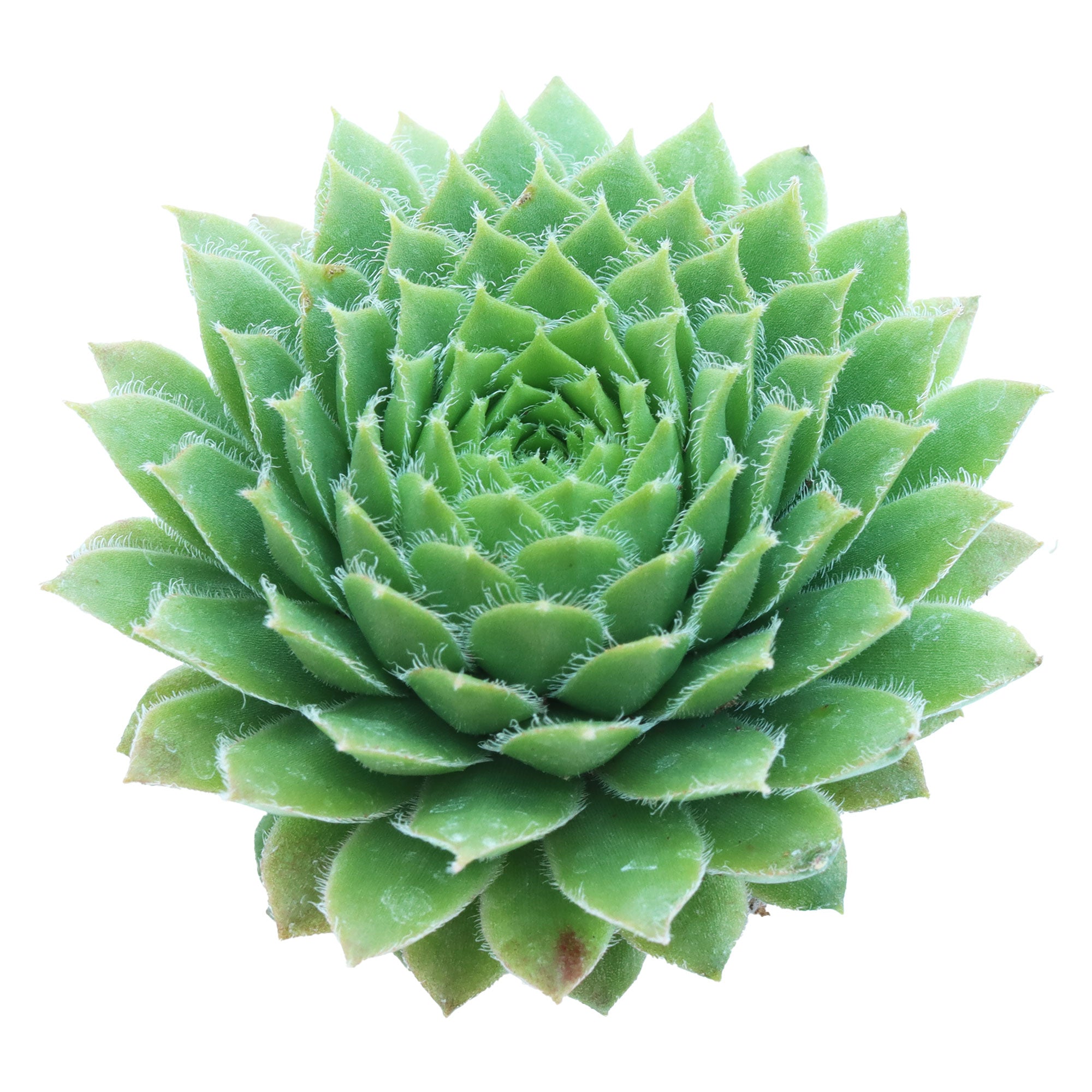 rose jade succulent Sempervivum 'Jade Rose'