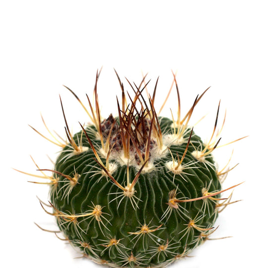 Stenocactus multicostatus 'Brain Cactus'