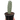 Succulent Cactus Ghost White Boobie