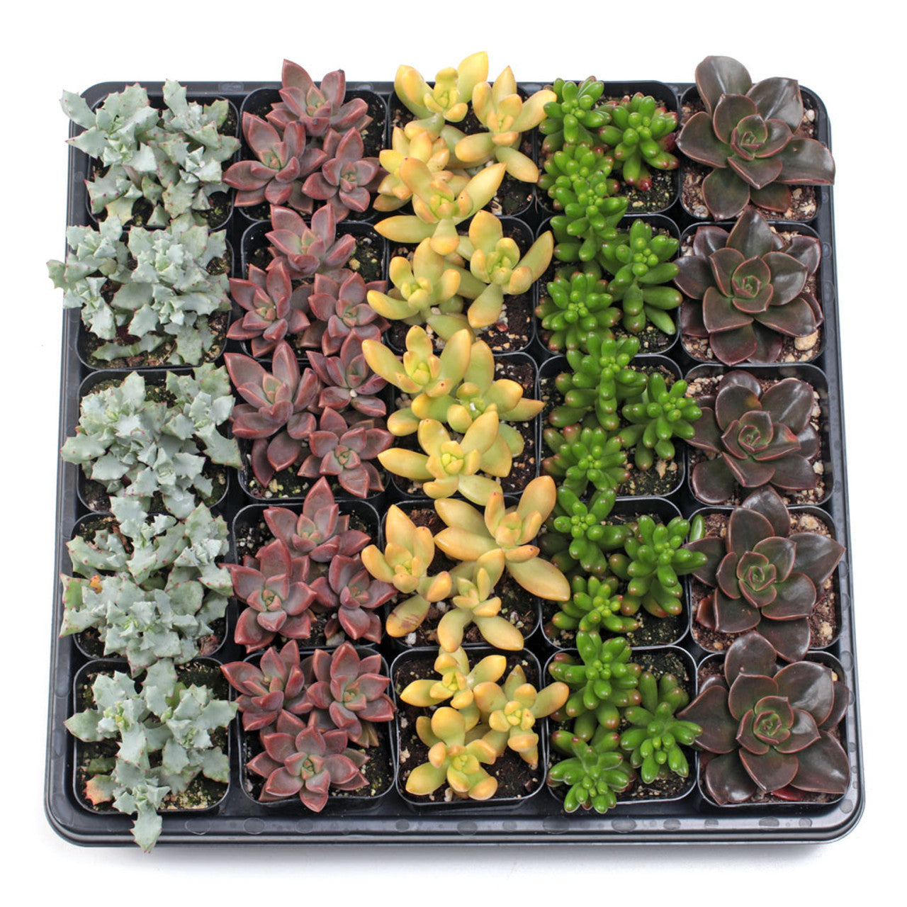2 inch succulent pots bulk Best Value Succulents Bulk Pack (25-100 Plants, 2" Pots) – Leaf & Clay