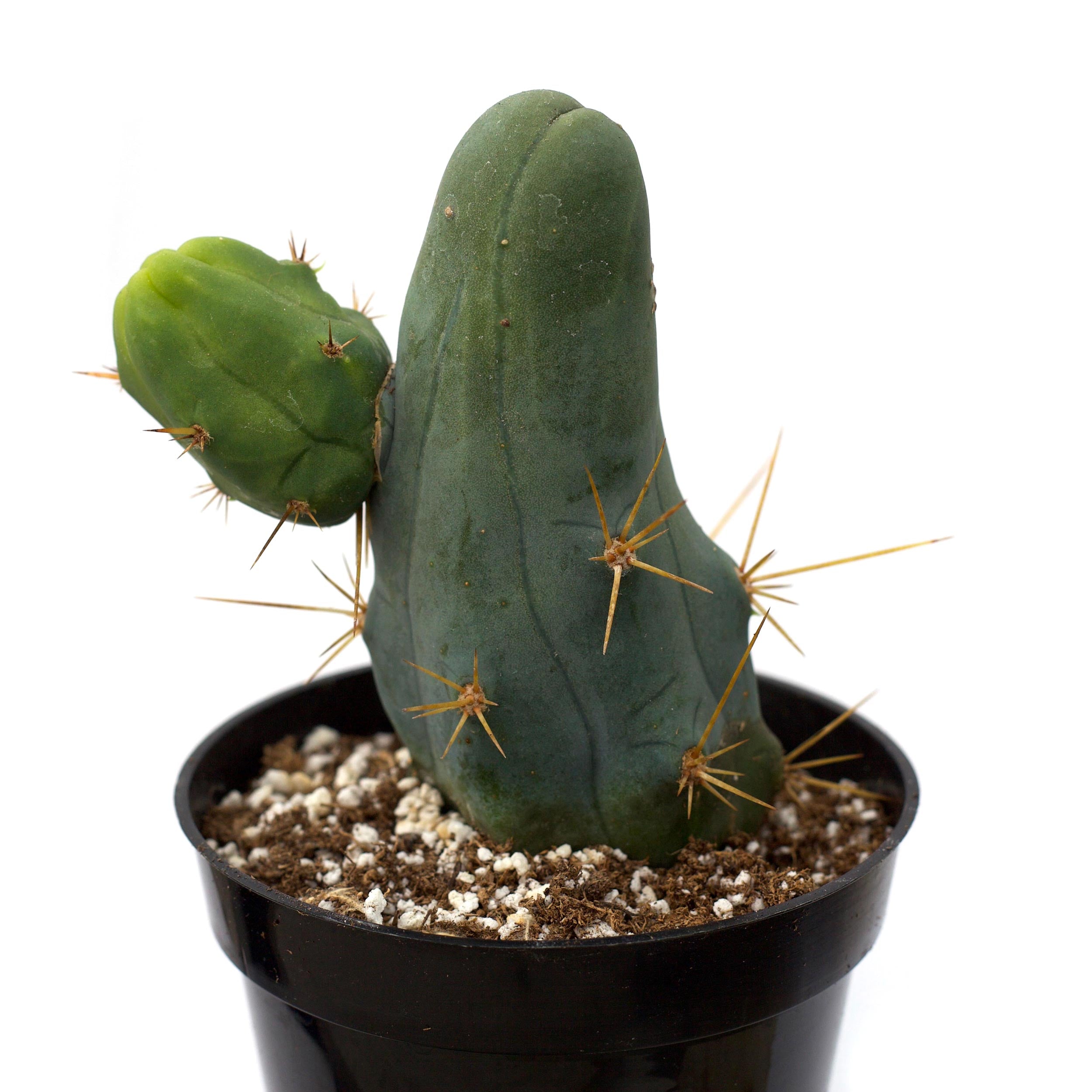 Trichocereus bridgesii 'Penis Cactus'
