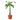 Money Tree 'Guiana Chestnut' Pachira Braid - 4" Pot - NURSERY POT ONLY