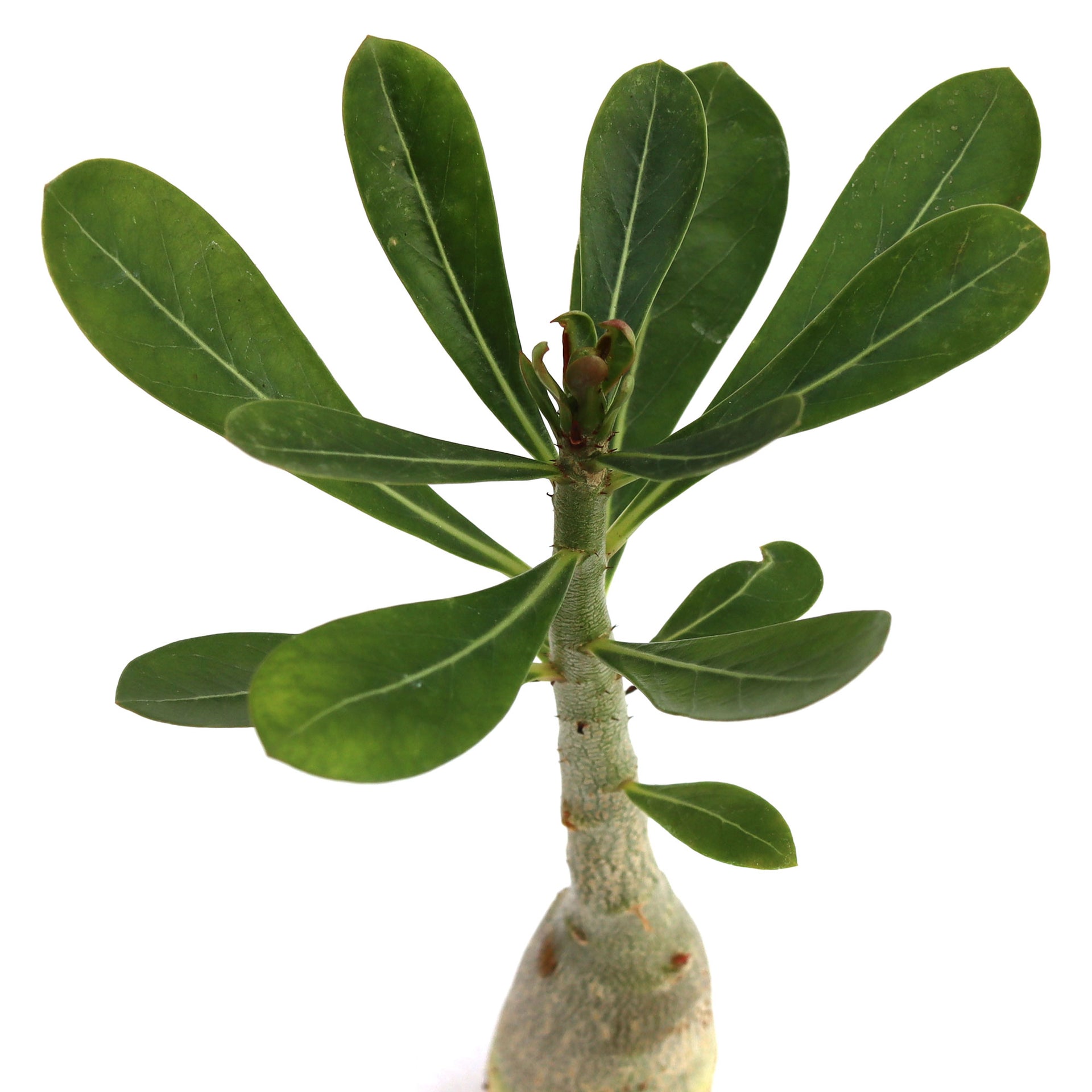 white desert rose succulent plants Adenium obesum 'White Desert Rose'