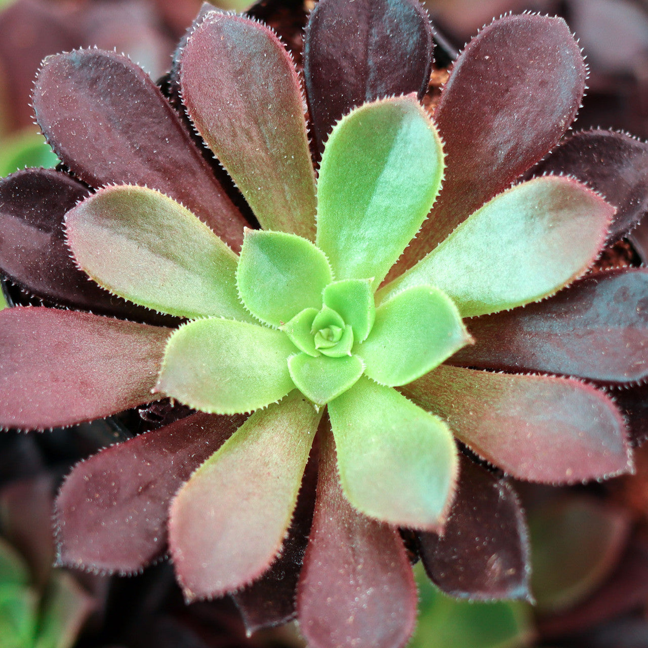 flame succulent Aeonium 'Phoenix Flame'