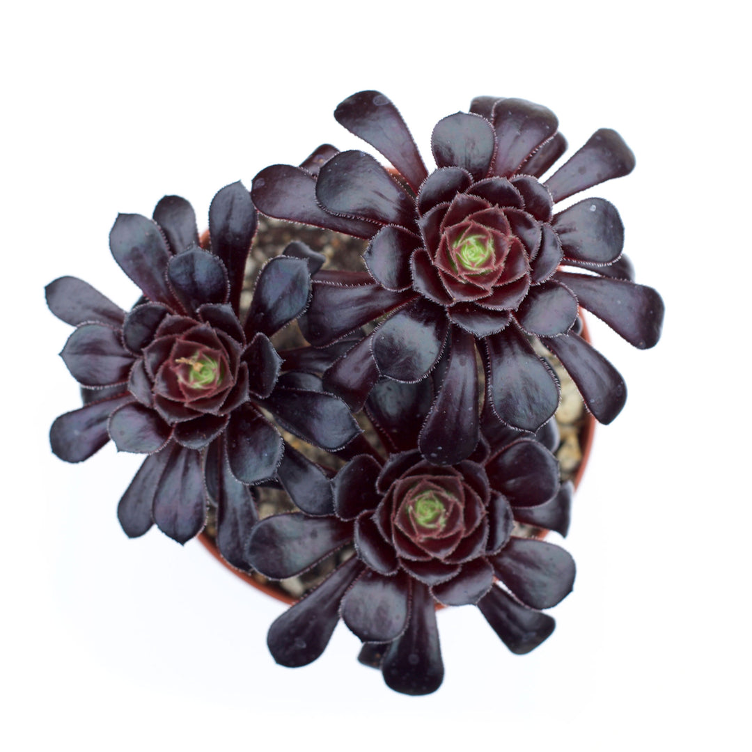 Aeonium arboreum 'Black Rose'